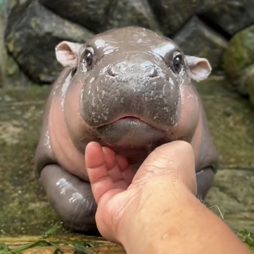 Moo Deng the baby hippo