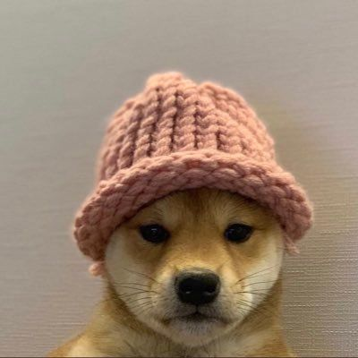 Dogwifhat wearing a pink knit hat
